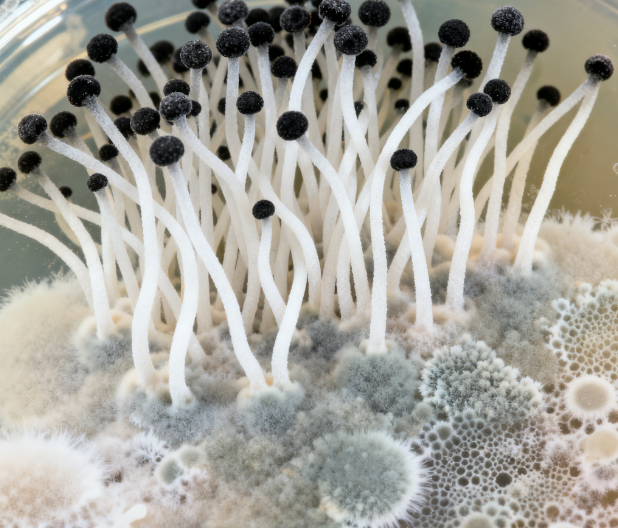 萊恩德推出熒光定量真菌毒素檢測儀，重新定義糧食安全檢測標準